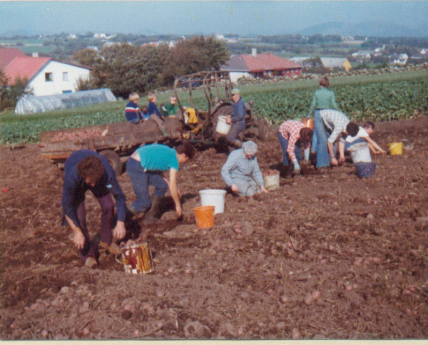 Potetplukking paa Malmheim